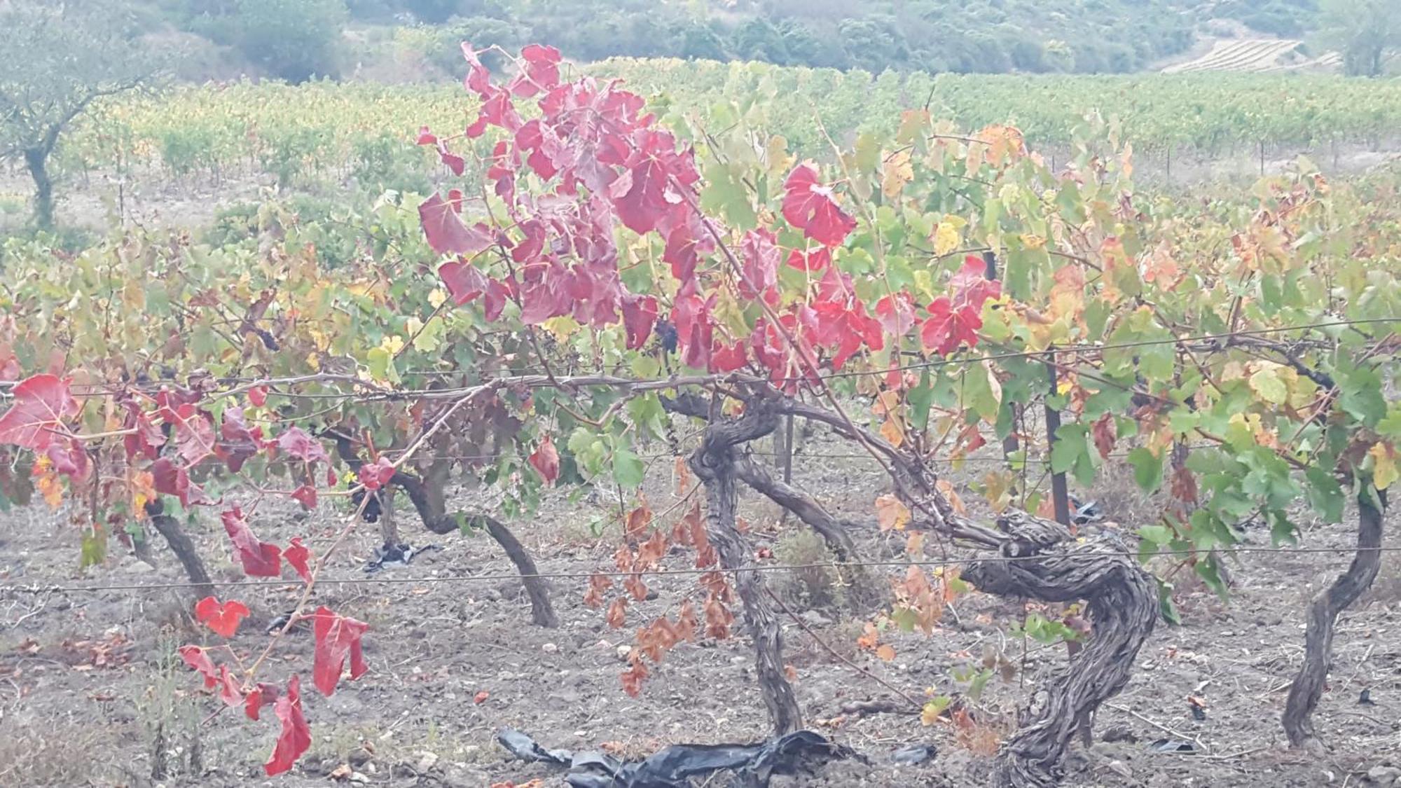 Gite Dans Ancienne Bergerie En Pleine Garrigue Fraisse-des-Corbieres Exterior photo